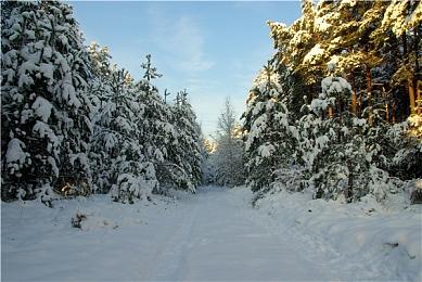 APRG新作《寻路者》预告展示用毒角色Venomes